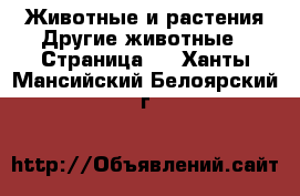 Животные и растения Другие животные - Страница 2 . Ханты-Мансийский,Белоярский г.